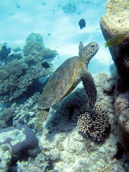 Diese hier nagte grad an der Koralle rum.