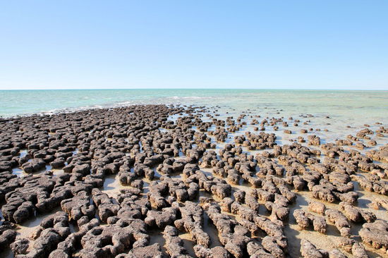 Am Hamelin Pool (UNESCO Weltnaturerbe) kann man sich unterschiedlichste Stromatolithen anschauen. Es gibt die unterschiedlichsten Größen und Formen. Stromatolithen werden als die ältesten Fossilien bezeichnet und es gibt sie seit ca. 3,5 Milliarden Jahren. Die Besonderheit am Hamelin Pool sind die noch lebenden/wachsenden Stromatolithen, die in dieser Bucht eine ökologische Nische gefunden haben - der Salzgehalt ist ungefähr doppelt so hoch wie im offenen Ozean. Sie wachsen sehr langsam, höchstens 1 cm in 30 Jahren!