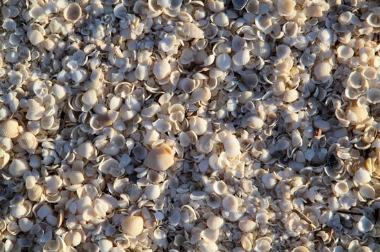 Ein Pflichtstopp ist der Shell Beach. Dies ist ein Küstenabschnitt wo der 'Strand' nicht aus Sand oder Kieseln besteht, sondern aus Milliarden kleiner Herzmuscheln.