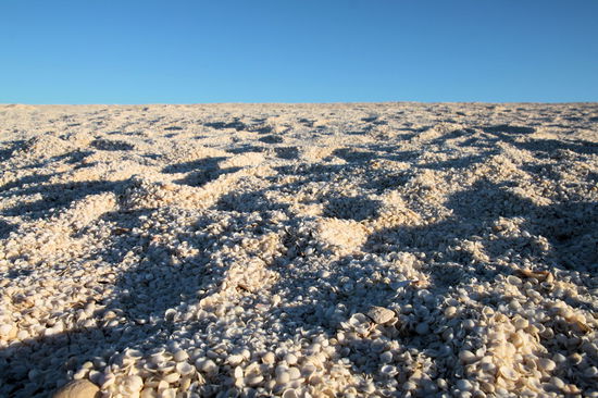 Im Abendlicht, kleine Herzmuscheln bis zum Horizont - Lizzy war begeistert!