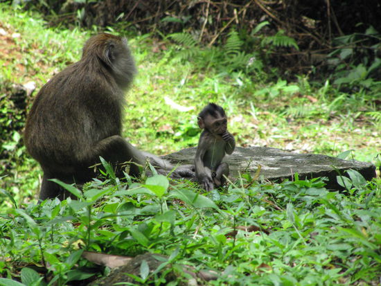 Mama-Affe mit Affen-Kleinkind.