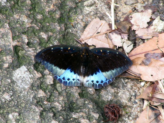 Langkawis fliegende Tierwelt.