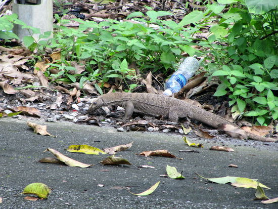 Langkawis krauchende Tierwelt - ich glaube ein Waran. Es ist eine 1,5 Liter Plastikflasche, nur so zum Größenvergleich.