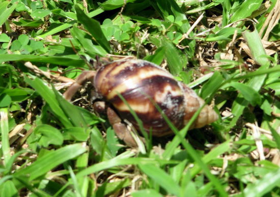 Dieser kleine Einsiedlerkrebs krauchte vor unserer Hütte durch das Grün.