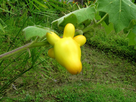 Eine gelbe Aubergine in (zumindest für uns) ungewöhnlicher Form.