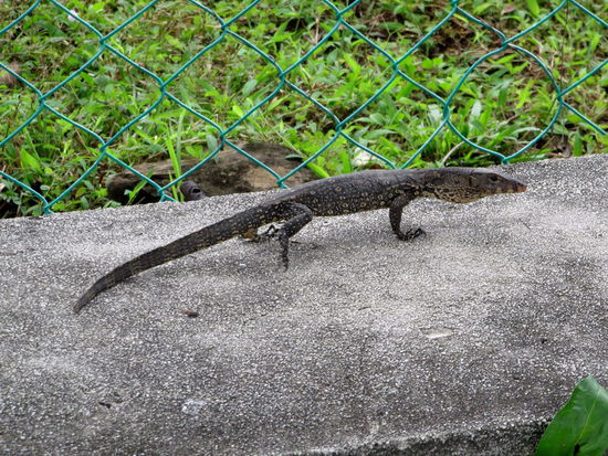 Kleiner Waran, oder irgendwas in der Richtung? Auf jeden Fall mit frischer Beute im Hals.