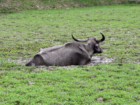 Wasserbüffel im Reisfeld.