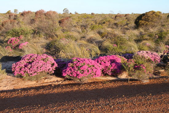 An den Zufahrten zu den lookouts standen diese schönen Wildblumen am Straßenrand.
