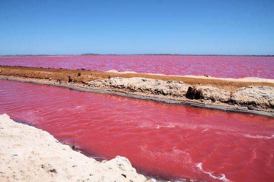Wenn das mal kein intensives Pink ist?