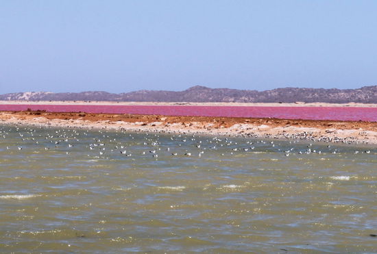 Das ganze ist leider kein natürliches Phänomen, sondern die industrielle Züchtung der Alge 'Dunaliella salina' in einem Teil dieses Salzsees. Die Alge wird kommerziell genutzt als eine Quelle für Beta Carotin. Auch den Möwen schien die Farbe etwas suspekt. Sie blieben brav im nicht gefärbten Bereich.