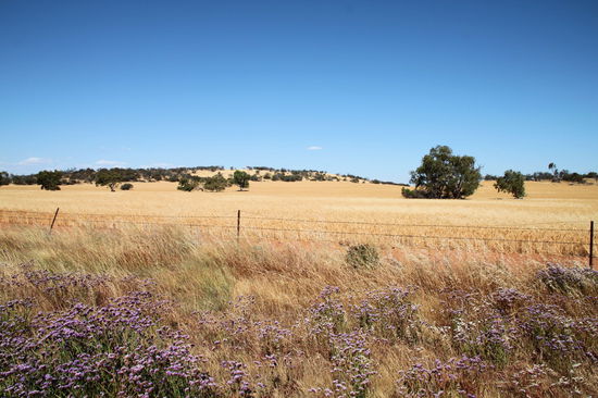 Südlich von Northampton sind wir den scenic drive durch das Chapman Valley gefahren. Hier gab es schöne Wildblumen und goldene Weizenfelder.