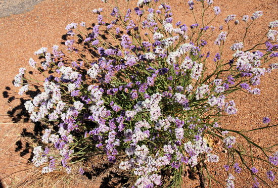 Dies ist kein Blumenstrauß der im Boden steckt, sondern ein verschiedenfarbiger Büschel Wildblumen. Es handelt sich laut Lizzy um Statizen bzw. Meerlavendel.