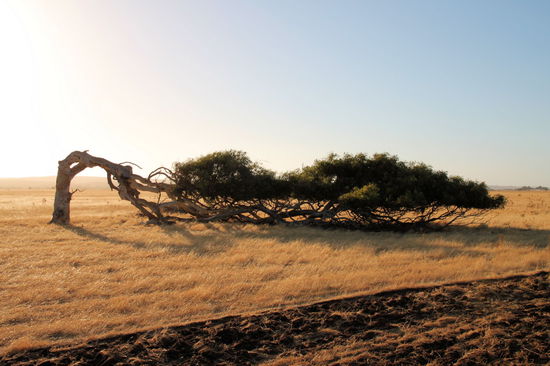 Bei Greenough gibt es leaning trees zu bewundern. Hier weht ein so starker und konstanter Wind, dass diese Baumart zur Seite und flach auf dem Boden wächst.