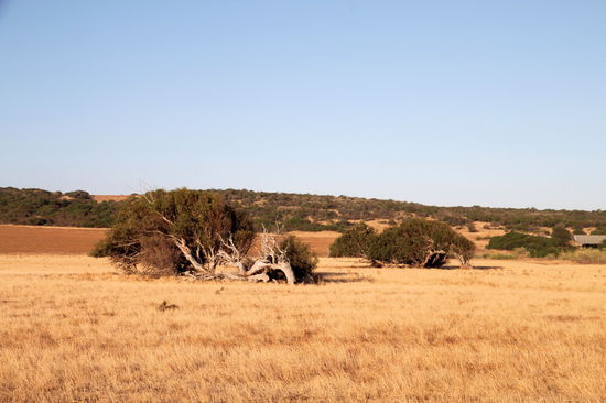 In den Feldern der Gegend sieht man viele leaning trees.