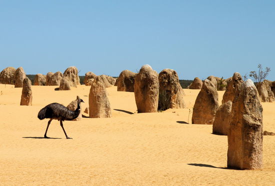 Damit uns nicht langweilig wurde, gesellte sich noch die australische Fauna dazu. Wie auf Bestellung lief dieser Emu durchs Bild.