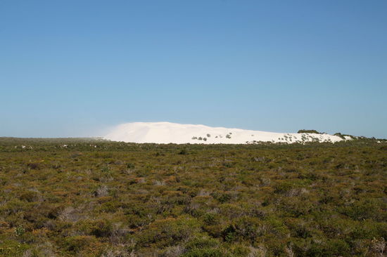 Vom Nambung NP sind wir den Indian Ocean Drive nach Süden gefahren. Im Reiseführer war die Strecke noch ausgewiesen als "nur für erfahrene Allradfahrer", aber inzwischen ist die Strecke durchgehend geteert. So kamen wir für eine Weile in den Genuss einer ganz neuen Straße. Es war eine sehr schöne Fahrt mit tollen Pflanzen und Sanddünen (s.o.).
