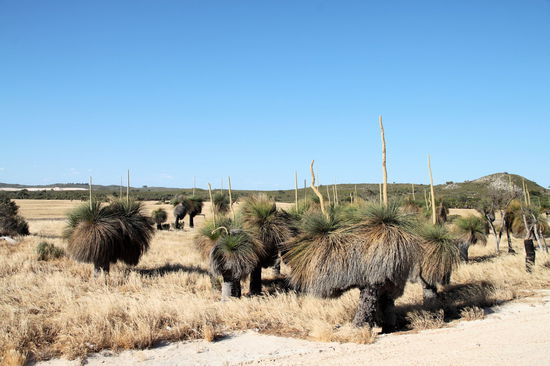 Auch sehr skurril wirkende Pflanzen gab es am Rand des Indian Ocean Drive zu sehen. Diese wären bei Raumschiff Orion locker als Außerirdische durchgegangen. 