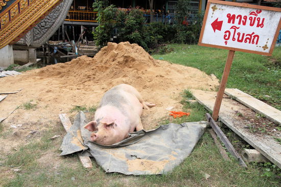 Das Hausschwein - in diesem Fall aber eher das Tempelschwein! Es wird gerne gestreichelt und wie man sieht auch gut gefüttert.