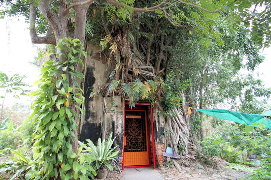 Mit dem Rad gings auch zu einem kleinen Djungeltempel. Das eigentliche Gebäude ist inzwischen fast komplett von Bäumen überwuchert.