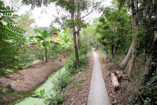 Auf unserer Radtour Richtung Nordwesten waren wir erstaunt wie schnell die normalen Wohngebiete aufhörten und die Gegend auf uns einen eher ländlichen Eindruck machte (obwohl wir immer noch in Bangkok waren). Mit dem Rad gings auf diesen schmalen Wegen entlang kleiner Kanäle und Gärten. Manchmal fühlte man sich wie auf einer Tour durch Kleingartenanlagen. Von den Einheimischen werden diese Wege aber fast ausschließlich mit Motorbikes genutzt.