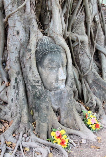 Eines der bekanntesten Bilder von Ayutthaya - der eingewachsene Buddhakopf im Wat Mahathat.