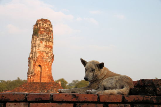 Hier lag nicht nur der Buddha, sondern auch dieser Hund. Leider war es in Ayutthaya wie überall in Südostasien - überall laufen streunende Hunde herum. Die Hunde sind überwiegend friedlich (außer in Rudeln) und ungepflegt.