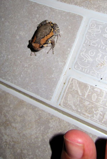 Auf der Veranda des Guesthouses tummelten sich immer ein paar bunte Mini-Frösche (oder Kröten?). Zum Größenvergleich Lizzys Zehspitze.