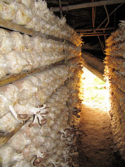 Wir fuhren an einer Pilzsucht vorbei und als Mam merkte, dass wir das ganz interessant finden (auch wenn ich keine Pilze mag), fragte sie die Besitzerin, ob wir mal reinschauen dürften. War natürlich kein Problem. Es gab mehrere große Zelte in denen schön abgedunkelt riesige Regalreihen standen mit diesen Plastikbehältern, wo dann die Pilze rauswachsen.