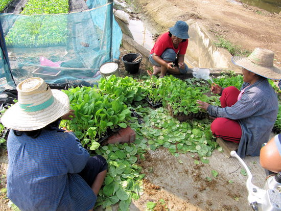 Bauern beim bearbeiten von Tabaksetzlingen.