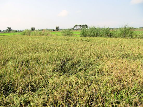 Ein Reisfeld kurz vor der Ernte.