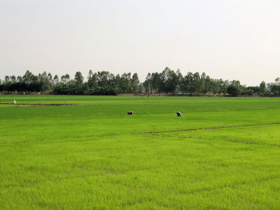 Reisbauern bei der Arbeit.