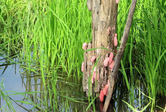 Das rosa Zeug an dem Holzpfahl sind Schnecken und entsprechend unbeliebt bei den hiesigen Bauern.