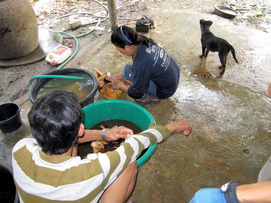 Nebenbei bekamen wir auch Einblicke in den Bereich Fleischverarbeitung. Im ersten Moment habe ich nicht erkannt, was die junge Dame so penibel auf dem Boden schrubbt, aber bei genauerem hinsehen ...