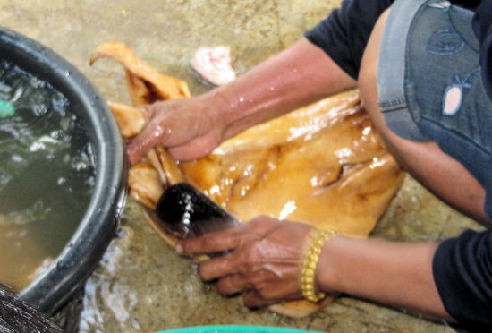 ... kann man sehen, wie dem Schweinchen die Ohren gewaschen werden.