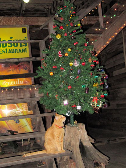 Katze mit Weihnachtsbaum. Auch wenn bei dem thailändischen Wetter kaum Weihnachtsstimmung aufkommt, es war Adventszeit!