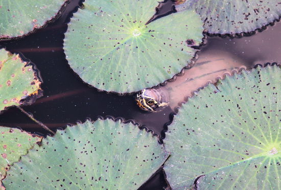 Zwischen den Seerosen lugte diese kleine Schildkröte heraus.