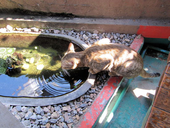 Diese süße Miez trinkt ganz unschuldig aus dem Becken. Leider kann man auf dem Foto nicht erkennen, dass das kleine Becken gut gefüllt ist mit Zierfischen! 