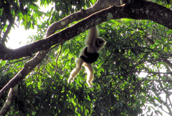 Und dann hatten wir auch noch das Glück Gibbons zu sehen. In einem Baum etwas ab vom Weg schwang sich eine Mama mit ihrem Kleinen von Ast zu Ast.