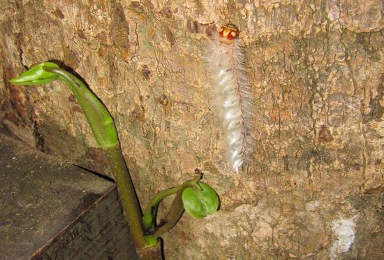 Nach den Gibbons wird so eine flauschige Raupe nur noch nebenbei zur Kenntnis genommen.