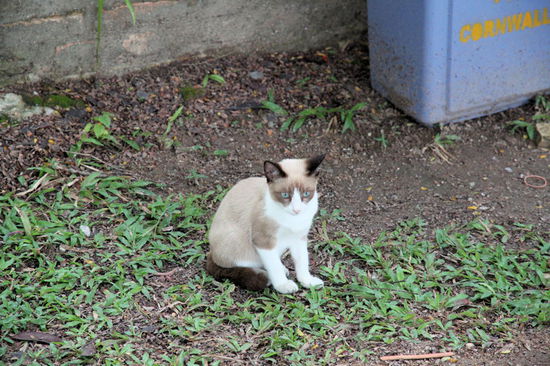 ... wohnhaft im Fort Cornwallis in Georgetown (Malaysia).