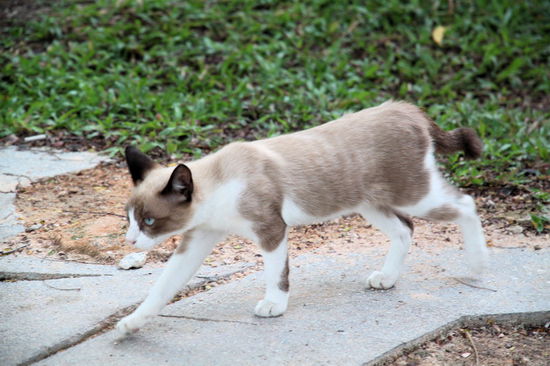 Nachdem ich ihr in perfektem Katzenenglisch erklärt hatte, dass ich von einer Modelagentur aus Paris komme, lief sie bereitwillig den "Catwalk" entlang!