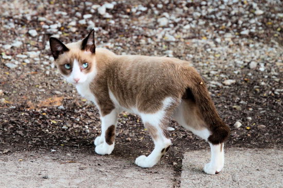 Am Ende kurz stehen bleiben und einen lasziven Blick zurück über die Schulter - alles perfekt ausgeführt!