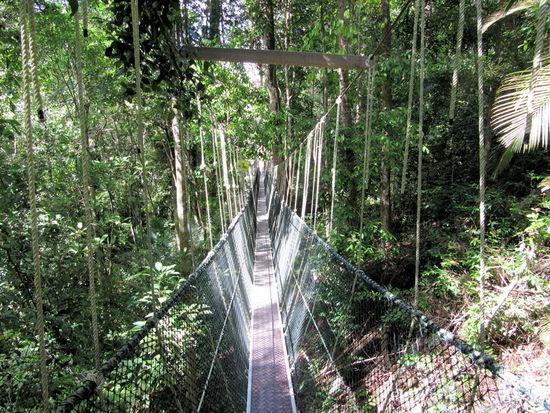 Nach einer kurzen Wanderung gelangten wir zum Canopy Walkway. Mehrere lange Hängebrücken auf denen man 10 Meter über dem Boden von Baum zu Baum 'wackeln' kann.