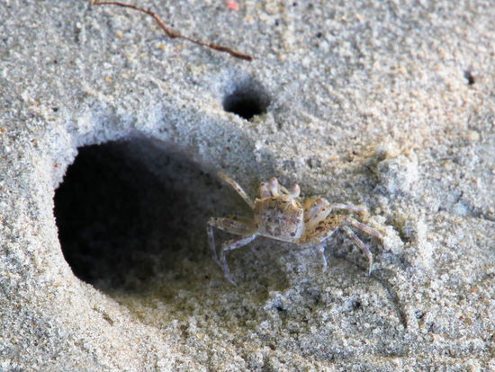... der ganze Strand war sehr belebt. Überall waren Löcher von Krebsen, die sich ziemlich flink bewegen konnten.