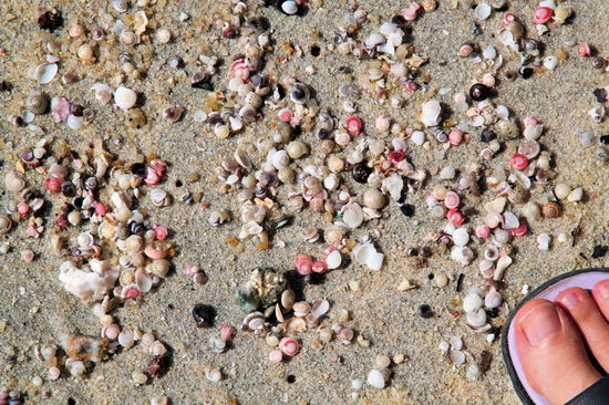 Für Lizzy gab's schöne Mini-Muscheln in pink!