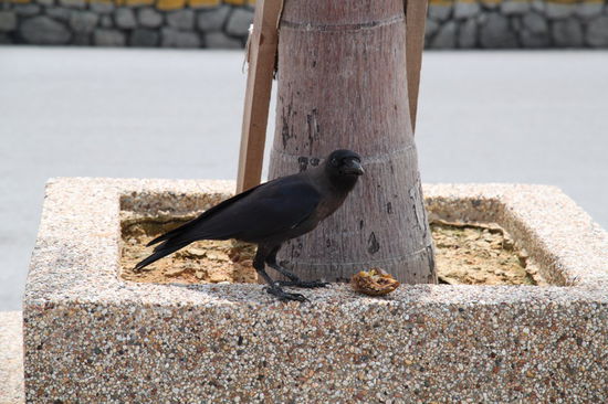 Immerhin die Raben freuen sich und finden in dem ganzen Müll ausreichend 'gesunde' Nahrung.