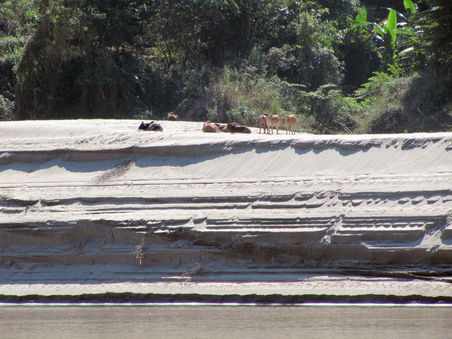 Kühe auf einer "Sandbank" am Ufer. Es ist erstaunlich wie mächtig die abgelagerten Sedimentschichten des Mekongs teilweise sind.