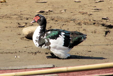 Verrücktes Huhn am Ufer. Vielleicht eine laotische Kreuzung von Legehenne und Kampfhahn?