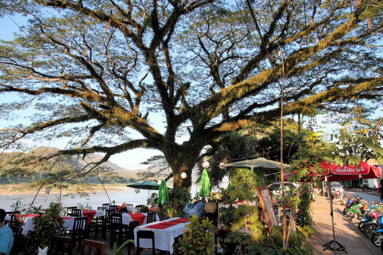 Wunderschöner mit Moos bewachsener Baum am Saffron Cafe. Das Cafe können wir nur empfehlen und von der Außenterrasse unter dem Baum hat man Mekongblick.