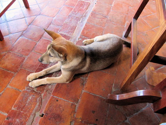 Beim späten Frühstück im Saffron Cafe gesellte sich dieser süße gepflegte Hund zu uns. Er hat nicht um Essen gebettelt, er hat sich einfach nur zu uns gelegt - Luang Prabang ist einfach entspannt!